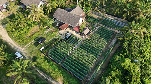 Kisah Chaidir Saleh, Beri "Sentuhan" Manisnya Melon Premium untuk Petani Milenial